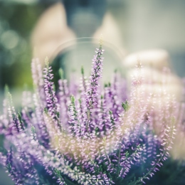Lavender and a hazy human. Photo: Markus Spiske from Pixabay.