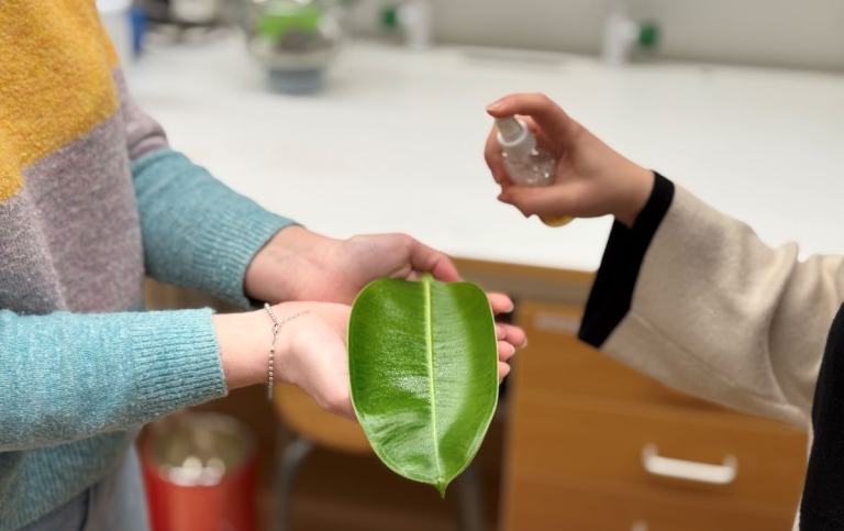 Spraying bio-based nanoparticles of lignin on a leaf.
