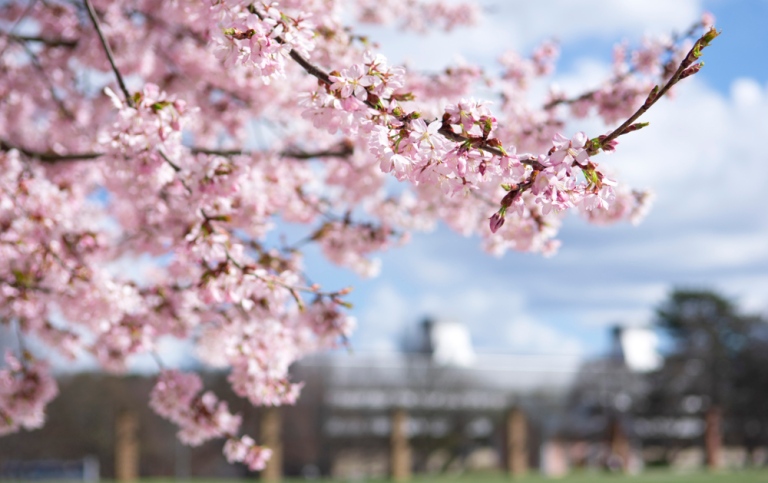 Close up on pink cherry blossom tree.